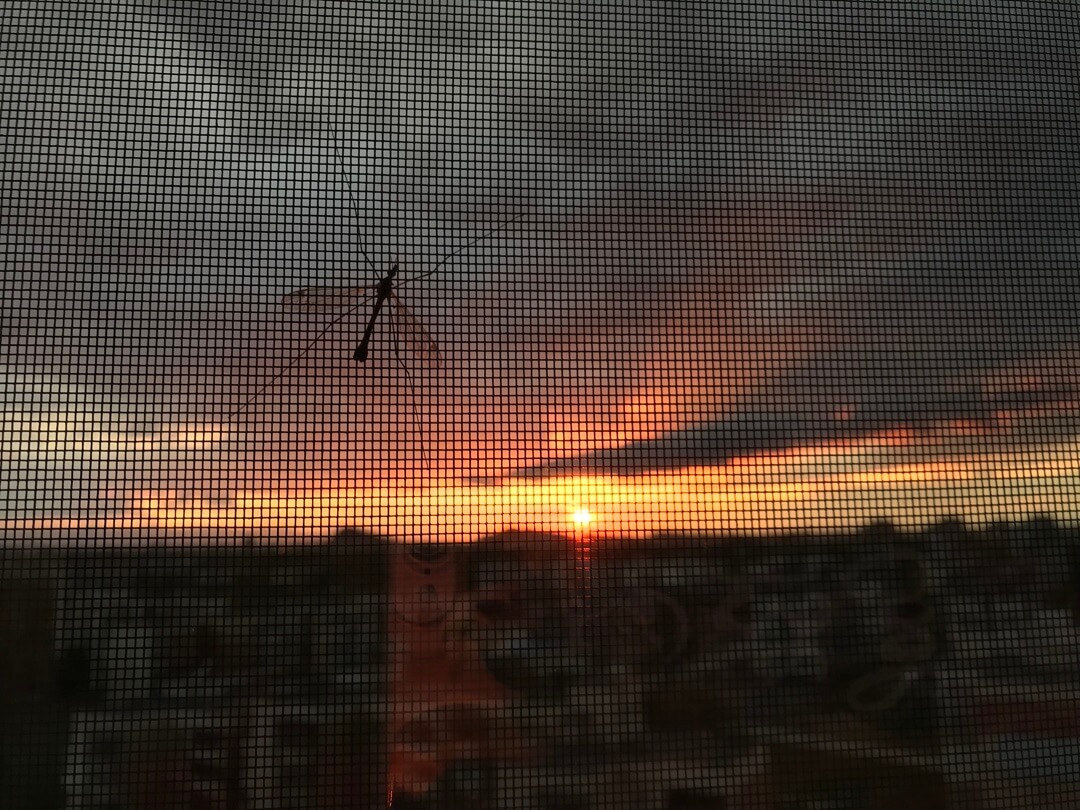 Gros plan d'une moustiquaire avec le coucher de soleil au loin.