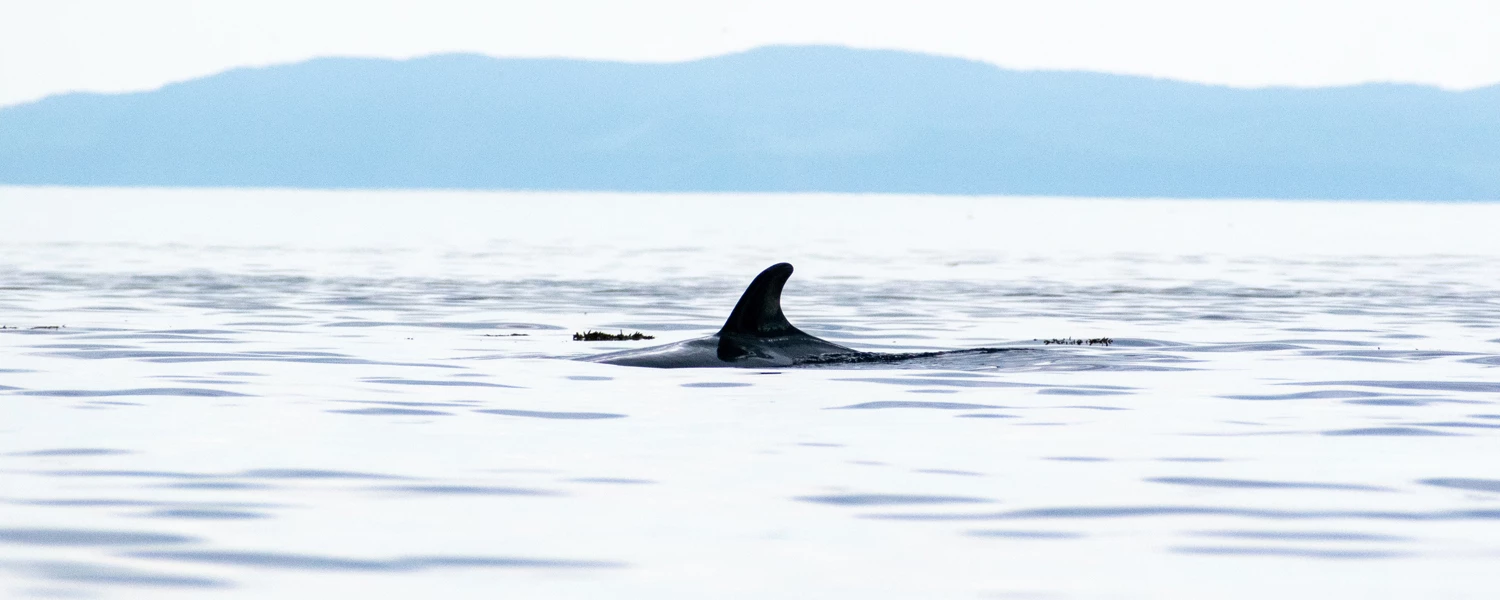 aileron d'une baleine