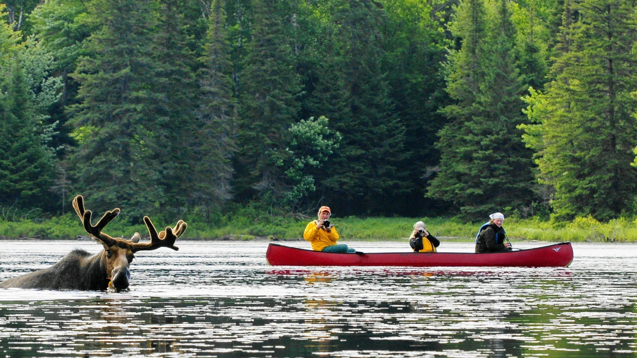 trois personnes sur un canôt prennant des photos d'un orignal au parc provincial Algonquin