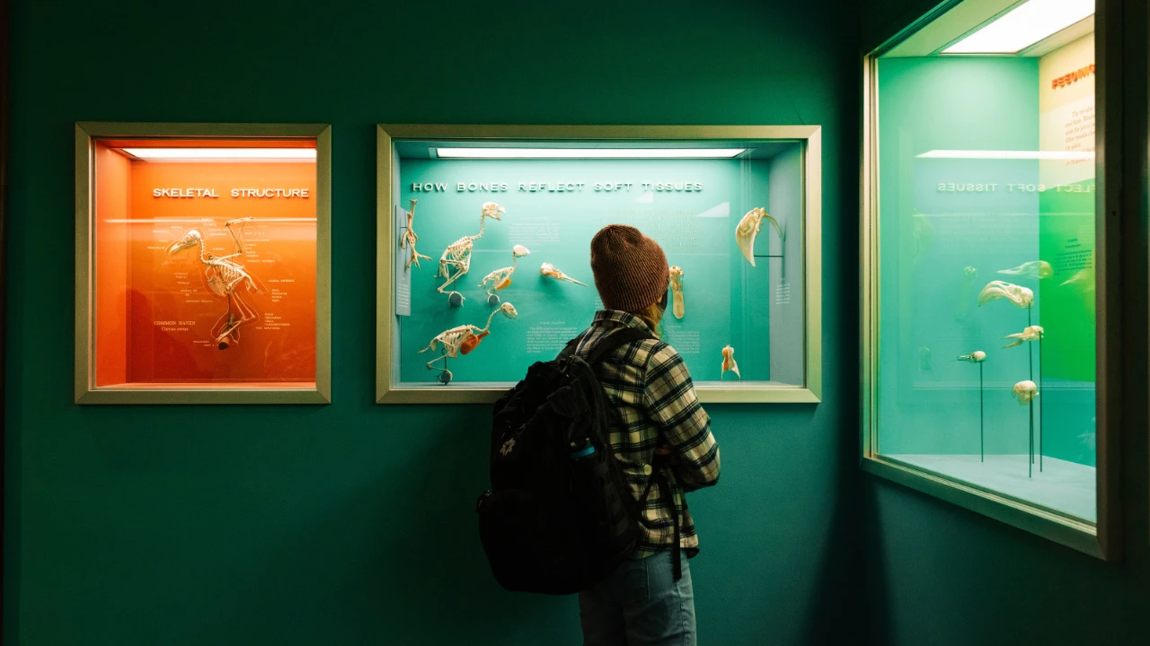 jeune homme visitant un musée